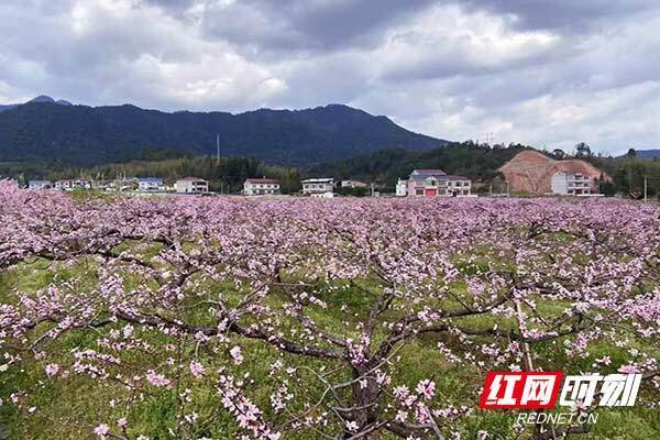 炎陵县大院农场天气预报更新通知