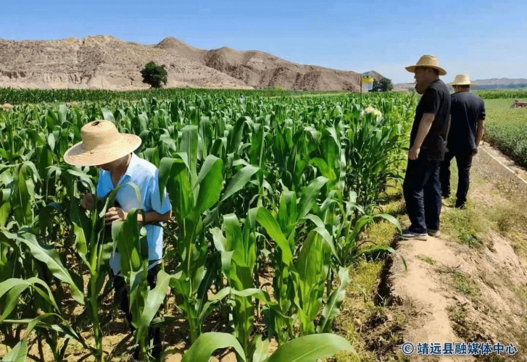 靖远县农业农村局新项目推动农业现代化助力乡村振兴