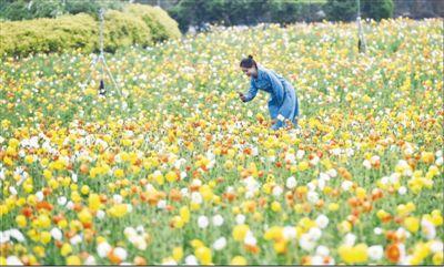 滦平县农业农村局规划打造乡村振兴新典范